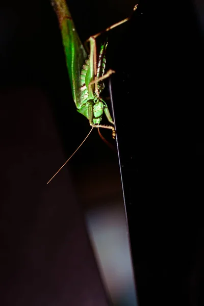 Çekirgeye Yakın Böcek Fotoğrafı Yeşil Çekirgenin Makro Detayı — Stok fotoğraf
