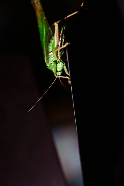 Cerca Una Langosta Foto Insectos Macro Detalle Una Langosta Verde — Foto de Stock