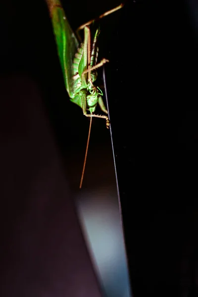 Gros Plan Une Sauterelle Photo Insectes Macro Détail Une Sauterelle — Photo