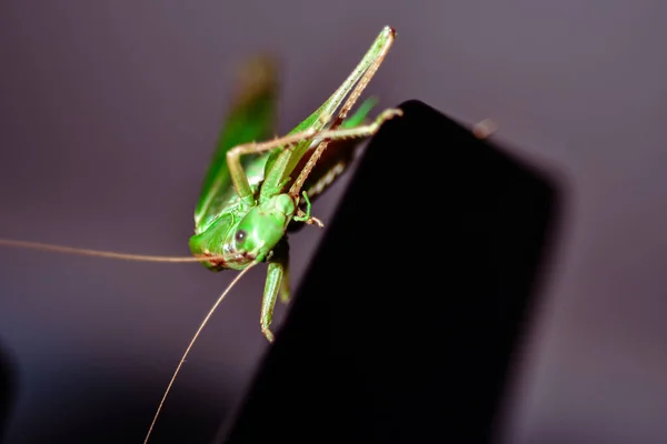 Närbild Gräshoppa Insekt Foto Makro Detalj Grön Gräshoppa — Stockfoto