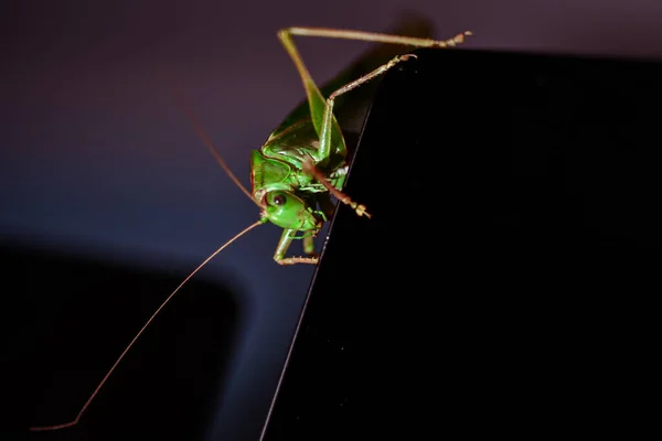 Close Locust Insect Photo Macro Detail Green Locust — Stock Photo, Image