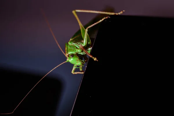 靠近一只蝗虫 昆虫照片 绿色蝗虫的宏观细节 — 图库照片