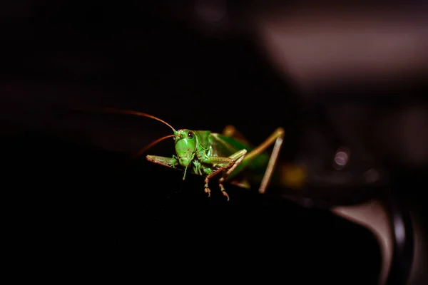 Close Locust Insect Photo Macro Detail Green Locust — Stock Photo, Image