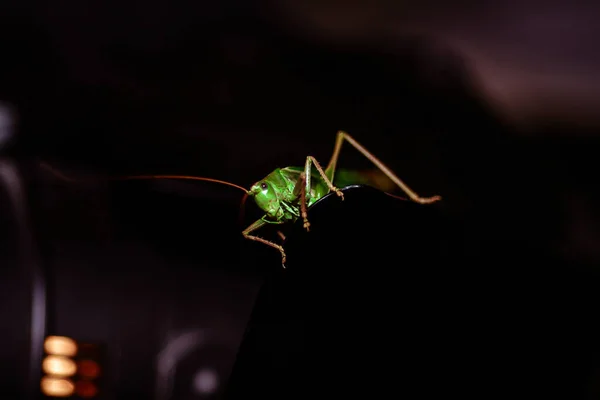 Sluiten Van Een Sprinkhaan Insectenfoto Macro Detail Van Een Groene — Stockfoto