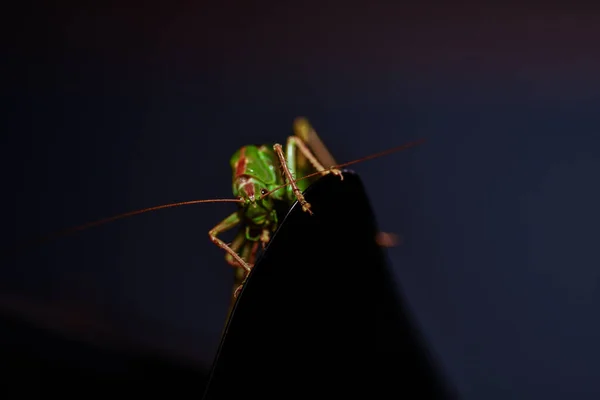 Cerca Una Langosta Foto Insectos Macro Detalle Una Langosta Verde — Foto de Stock