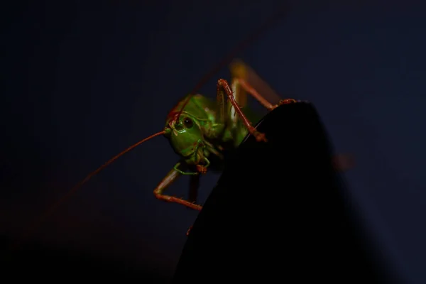 Närbild Gräshoppa Insekt Foto Makro Detalj Grön Gräshoppa — Stockfoto