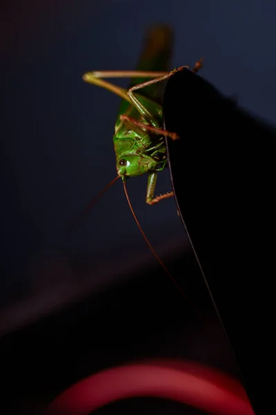 Close Locust Insect Photo Macro Detail Green Locust — Stock Photo, Image