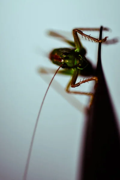 Nahaufnahme Einer Heuschrecke Insektenfoto Makrodetail Einer Grünen Heuschrecke — Stockfoto