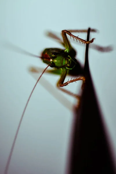 Nahaufnahme Einer Heuschrecke Insektenfoto Makrodetail Einer Grünen Heuschrecke — Stockfoto