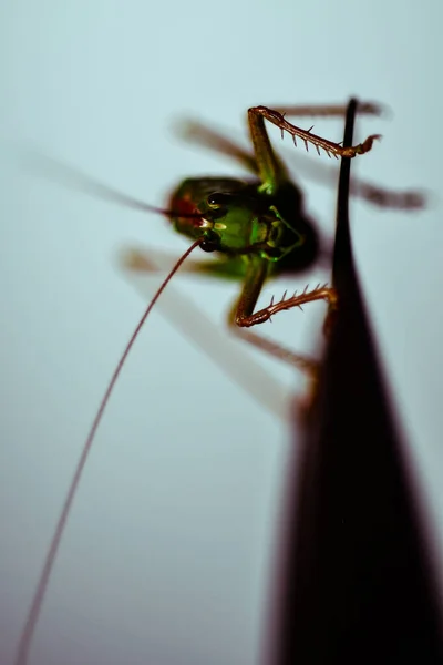 靠近一只蝗虫 昆虫照片 绿色蝗虫的宏观细节 — 图库照片