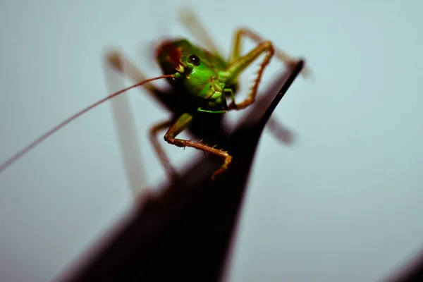 Nahaufnahme Einer Heuschrecke Insektenfoto Makrodetail Einer Grünen Heuschrecke — Stockfoto