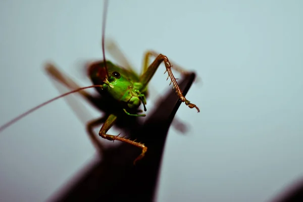 Gros Plan Une Sauterelle Photo Insectes Macro Détail Une Sauterelle — Photo