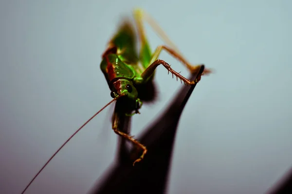 Nahaufnahme Einer Heuschrecke Insektenfoto Makrodetail Einer Grünen Heuschrecke — Stockfoto