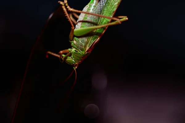 Gros Plan Une Sauterelle Photo Insectes Macro Détail Une Sauterelle — Photo