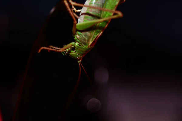 Nahaufnahme Einer Heuschrecke Insektenfoto Makrodetail Einer Grünen Heuschrecke — Stockfoto