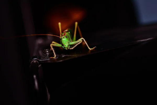 Närbild Gräshoppa Insekt Foto Makro Detalj Grön Gräshoppa — Stockfoto