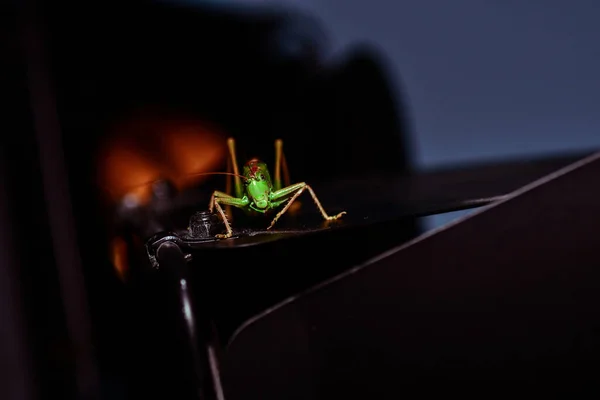 Nahaufnahme Einer Heuschrecke Insektenfoto Makrodetail Einer Grünen Heuschrecke — Stockfoto