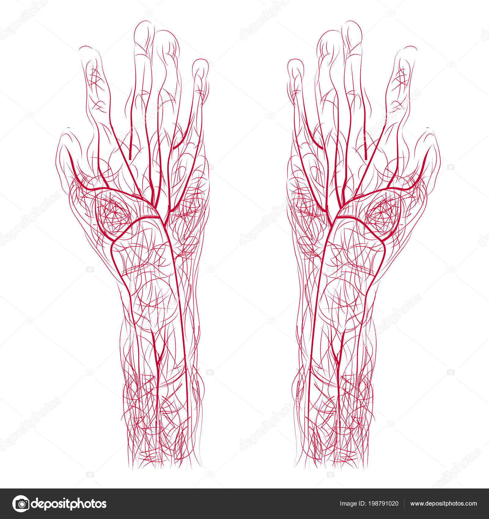 Vaisseaux Sanguins Des Mains Humaines Silhouette image vectorielle par fandijki © Illustration