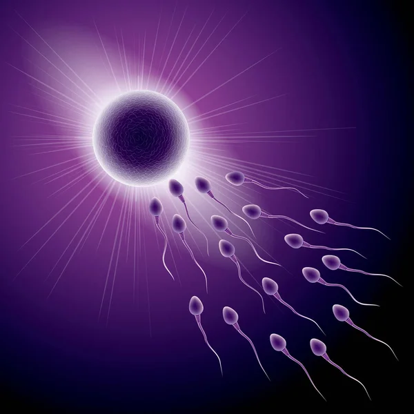 Design Des Befruchtungsprozesses Kombination Aus Sperma Und Eizelle — Stockvektor