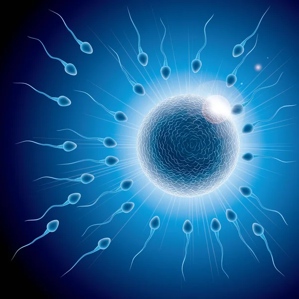Progettazione Del Processo Fecondazione Combinazione Sperma Ovulo — Vettoriale Stock