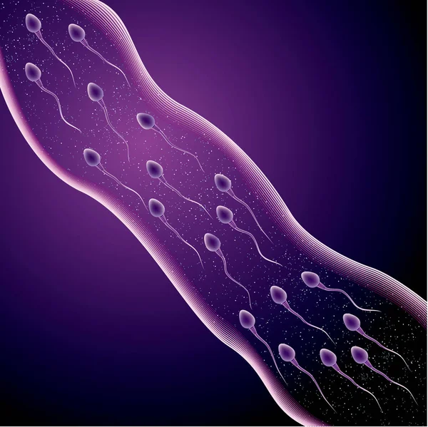 Conception Processus Fécondation Combinaison Spermatozoïdes Ovules — Image vectorielle