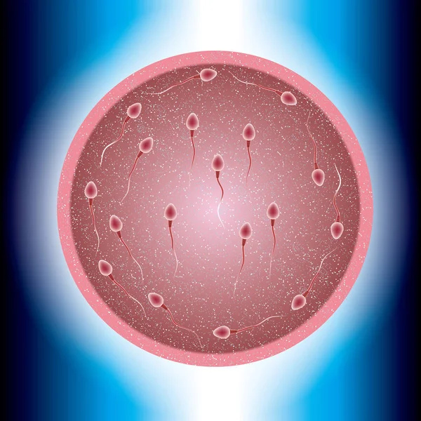 Conception Processus Fécondation Combinaison Spermatozoïdes Ovules — Image vectorielle