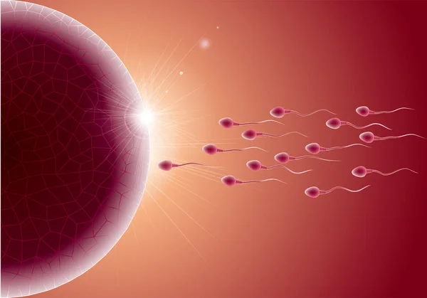 Conception Processus Fécondation Combinaison Spermatozoïdes Ovules — Image vectorielle