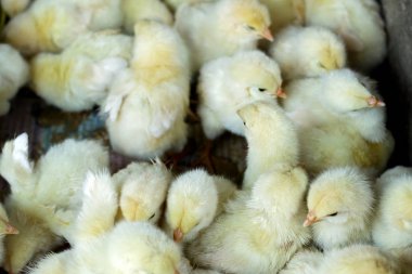 Masumiyet kızlar evde beslenen hayvan pazarında kafeste kapatın.