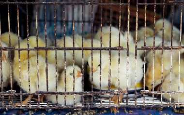 Masumiyet kızlar evde beslenen hayvan pazarında kafeste kapatın.