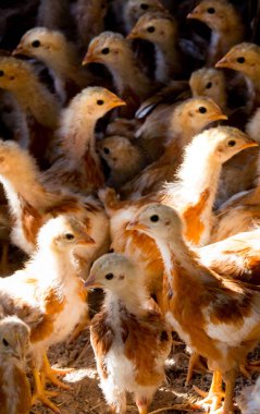 Piliç çiftliği Coop içinde