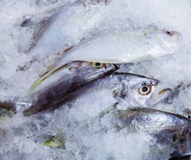 Balık pazarında eti uskumru