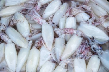 Kalamar lezzetli deniz ürünleri