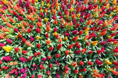 More colorful Celosia clipart