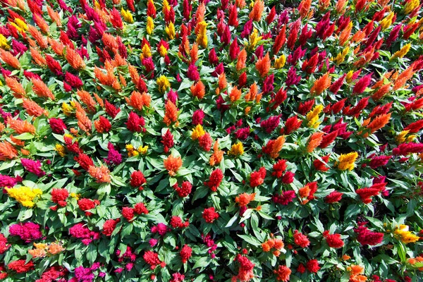 More colorful Celosia — Stock Photo, Image