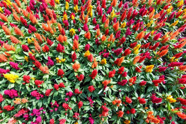 Celosia mais colorido — Fotografia de Stock