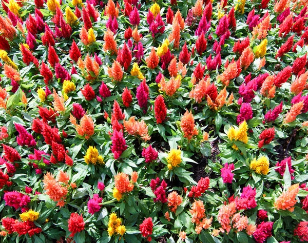 More colorful Celosia — Stock Photo, Image