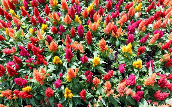 More colorful Celosia — Stock Photo, Image