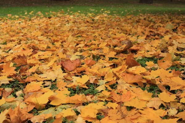 Fallen Maple Leaves Ground Fall — Stock Photo, Image