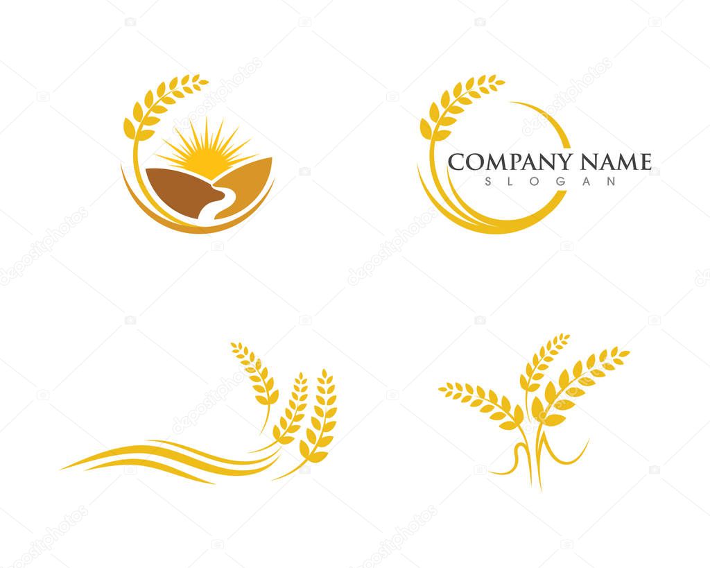 Agriculture wheat vector icon design
