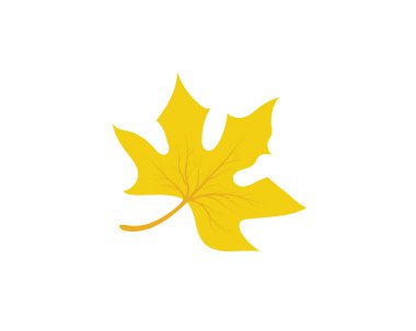 Akçaağaç yaprağı vektör çizim şablonu