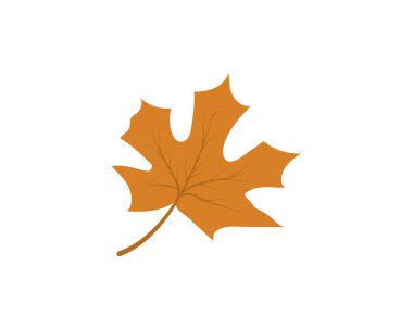 Akçaağaç yaprağı vektör çizim şablonu