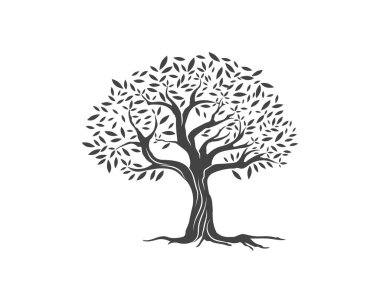Zeytin ağacı vektör çizim