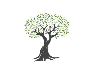 Zeytin ağacı vektör çizim