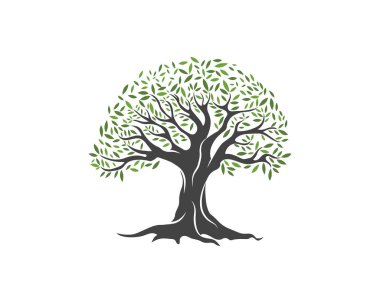 Zeytin ağacı vektör çizim