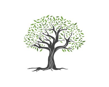 Zeytin ağacı vektör çizim