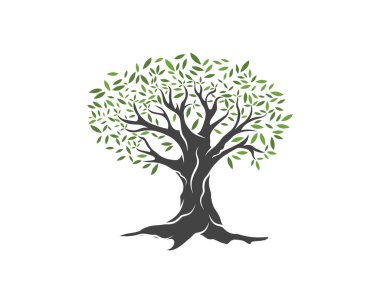 Zeytin ağacı vektör çizim