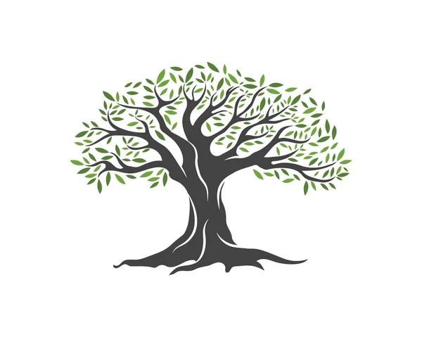 Olive tree vectorillustratie — Stockvector