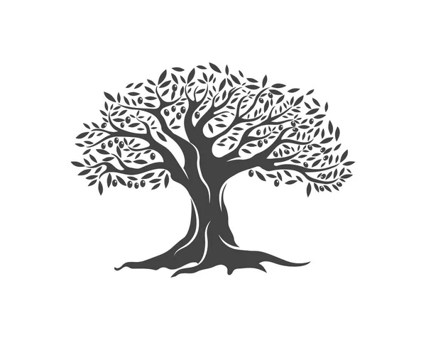 Εικονογράφηση φορέας δέντρο ελιάς — Διανυσματικό Αρχείο