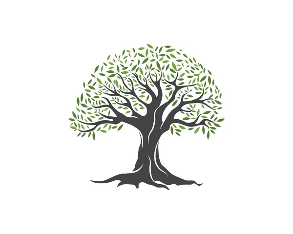 Olive tree vectorillustratie — Stockvector