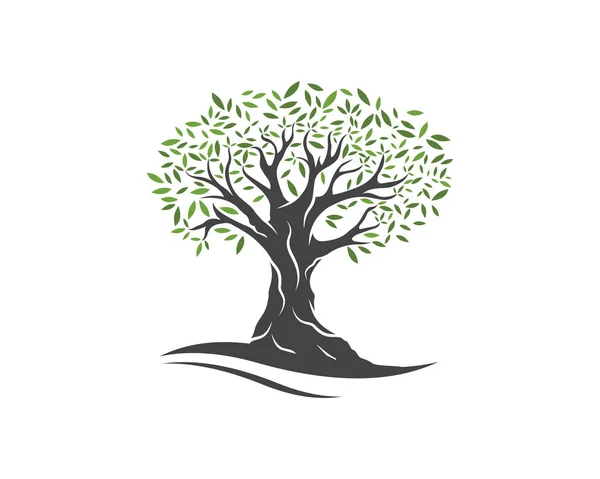 Olive tree vectorillustratie — Stockvector